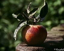 Apfel Das Bild wurde auf Dia Film mit einer Pentax SFXN gemacht und später eingescant, Das Bild belegte den 2. Platz beim Pentaxfotowettbewerb im Sommer 2001
