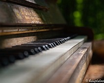 Klavier im Wald Klavier im Wald