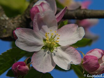Fruehling