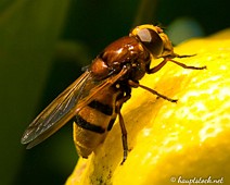 Wespe Wespe auf einer Zitrone