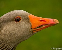 _AND4941kopie_1 Aufnahmeort Moritzburg