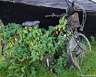 IMGP1614 altes Fahrrad