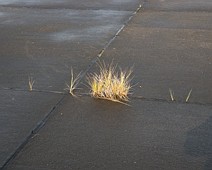 Vergangenheit Bild 10 die Natur holt sich alles zurück