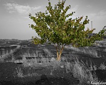 Vergangenheit Bild 2 Kirschbaum auf dem ehemaligen Appellplatz und Parkplatz der Militär- und Baufahrzeuge, rechts im Bild sieht man noch die Beleuchtungsanlage