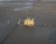 Vergangenheit Bild 10 die Natur holt sich alles zurück